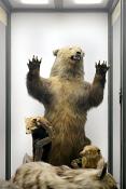 museo di zoologica bologna 8-2022 4481